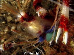 I only got one shot of this Banded Boxer Shrimp with eggs... by John Hill 